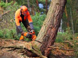 Best Seasonal Cleanup (Spring/Fall)  in Sauk Rapids, MN