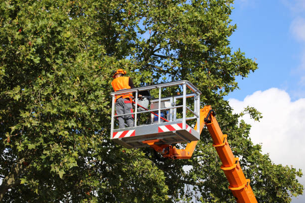 Best Utility Line Clearance  in Sauk Rapids, MN