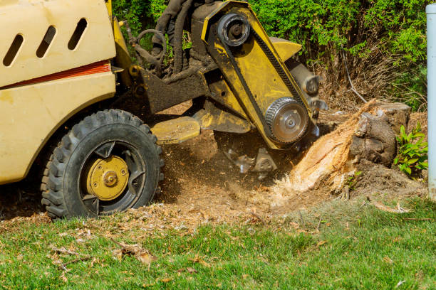 Best Lawn Pest Prevention  in Sauk Rapids, MN