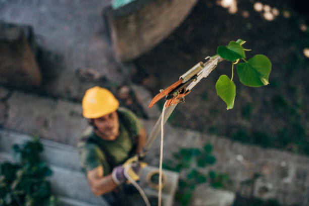Best Tree Risk Assessment  in Sauk Rapids, MN
