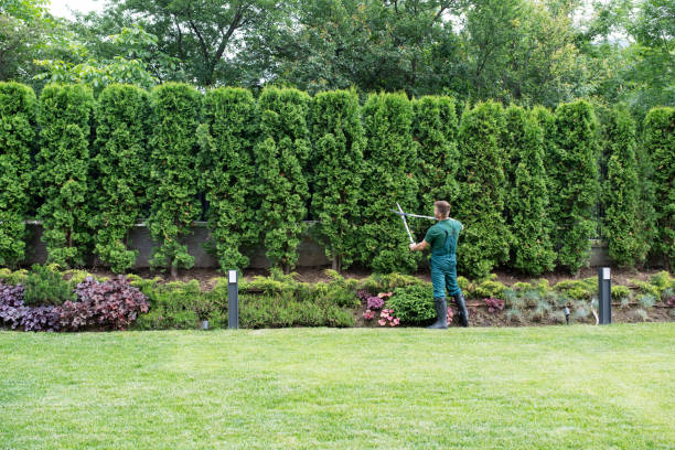 How Our Tree Care Process Works  in  Sauk Rapids, MN