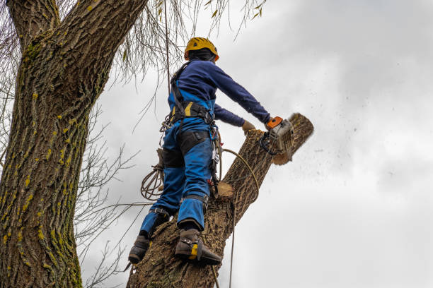 Best Tree Preservation Services  in Sauk Rapids, MN