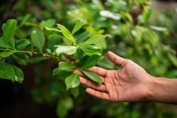 Best Tree Trimming and Pruning  in Sauk Rapids, MN