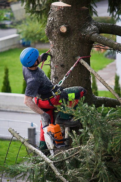 Best Arborist Consultation Services  in Sauk Rapids, MN