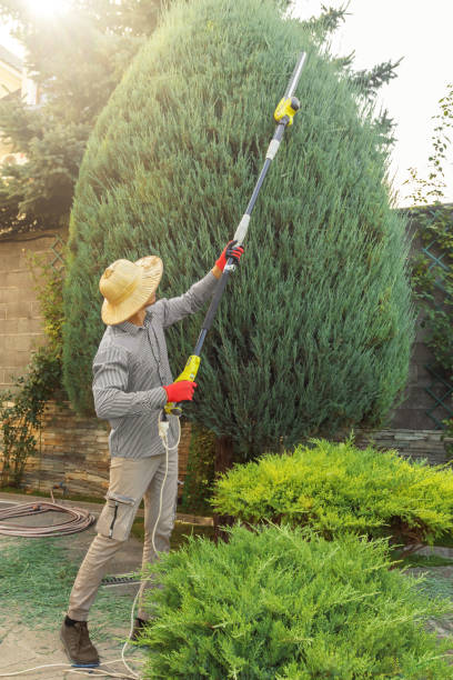 Best Leaf Removal  in Sauk Rapids, MN