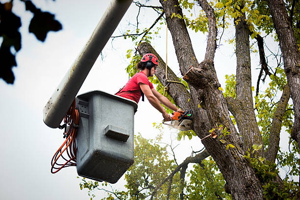 Best Root Management and Removal  in Sauk Rapids, MN