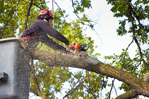 Reliable Sauk Rapids, MN Tree Services Solutions