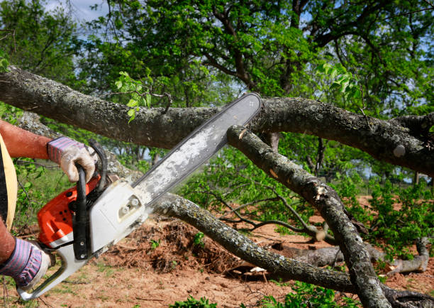 Best Tree Health Inspection  in Sauk Rapids, MN