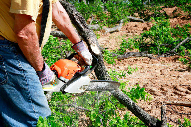 Best Tree Risk Assessment  in Sauk Rapids, MN